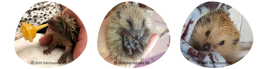 Image SansTitre-5 manquante