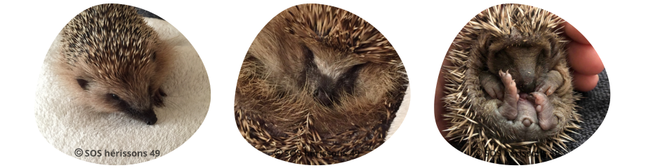 Image SansTitre-7 manquante