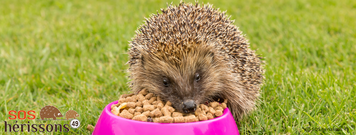 Image her_asso manquante