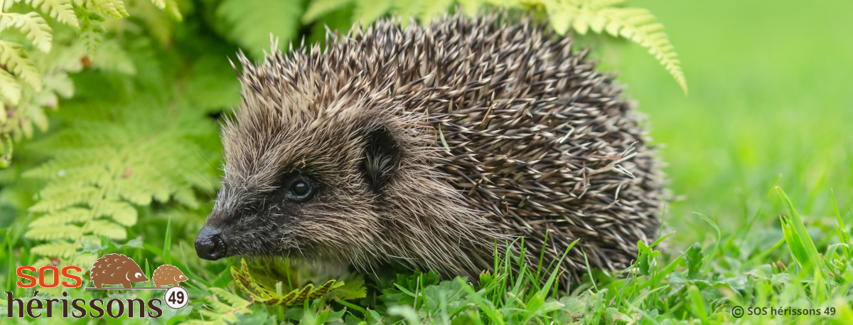 Image her_conseil manquante